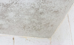 Asthma Iaq Mold Mildew Ceiling Spores